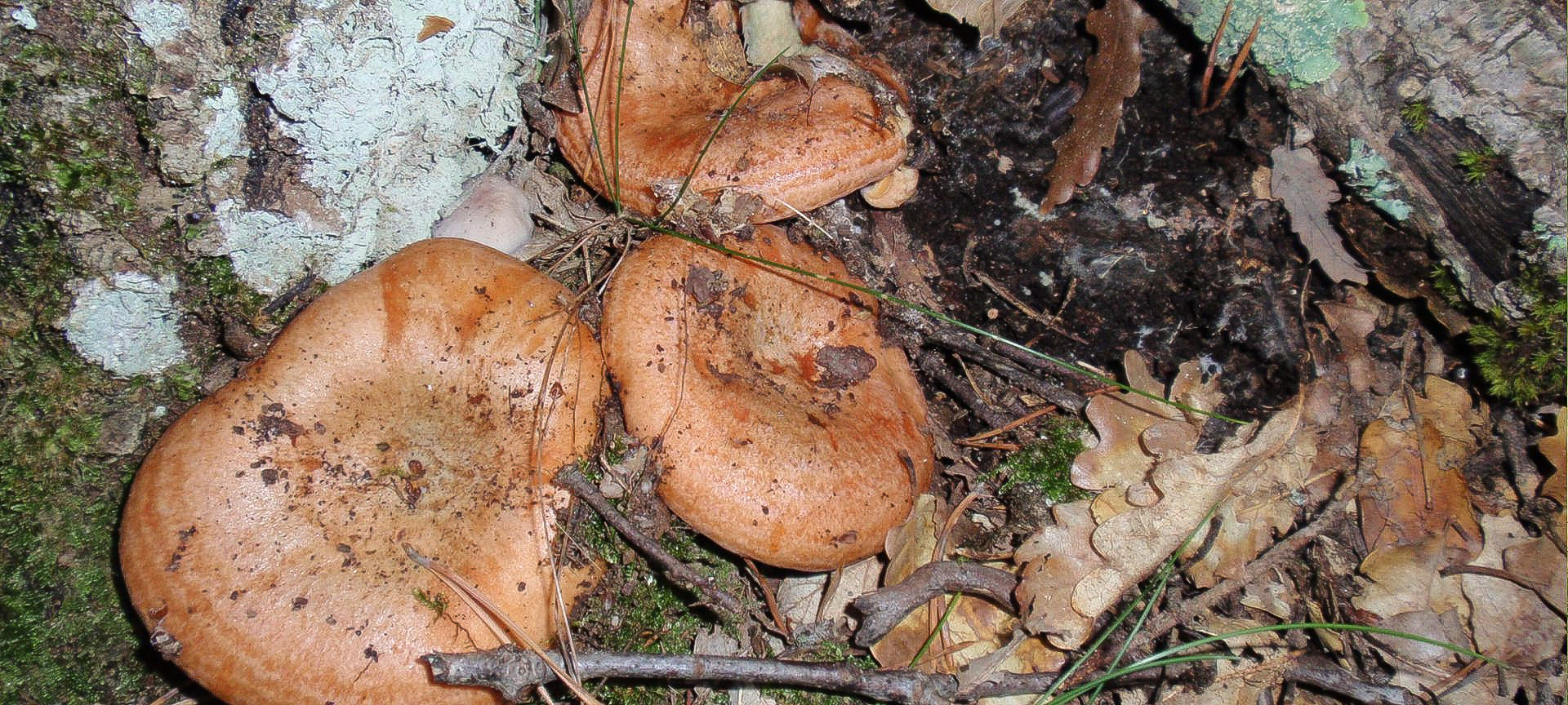 2010-10-24-Montseny