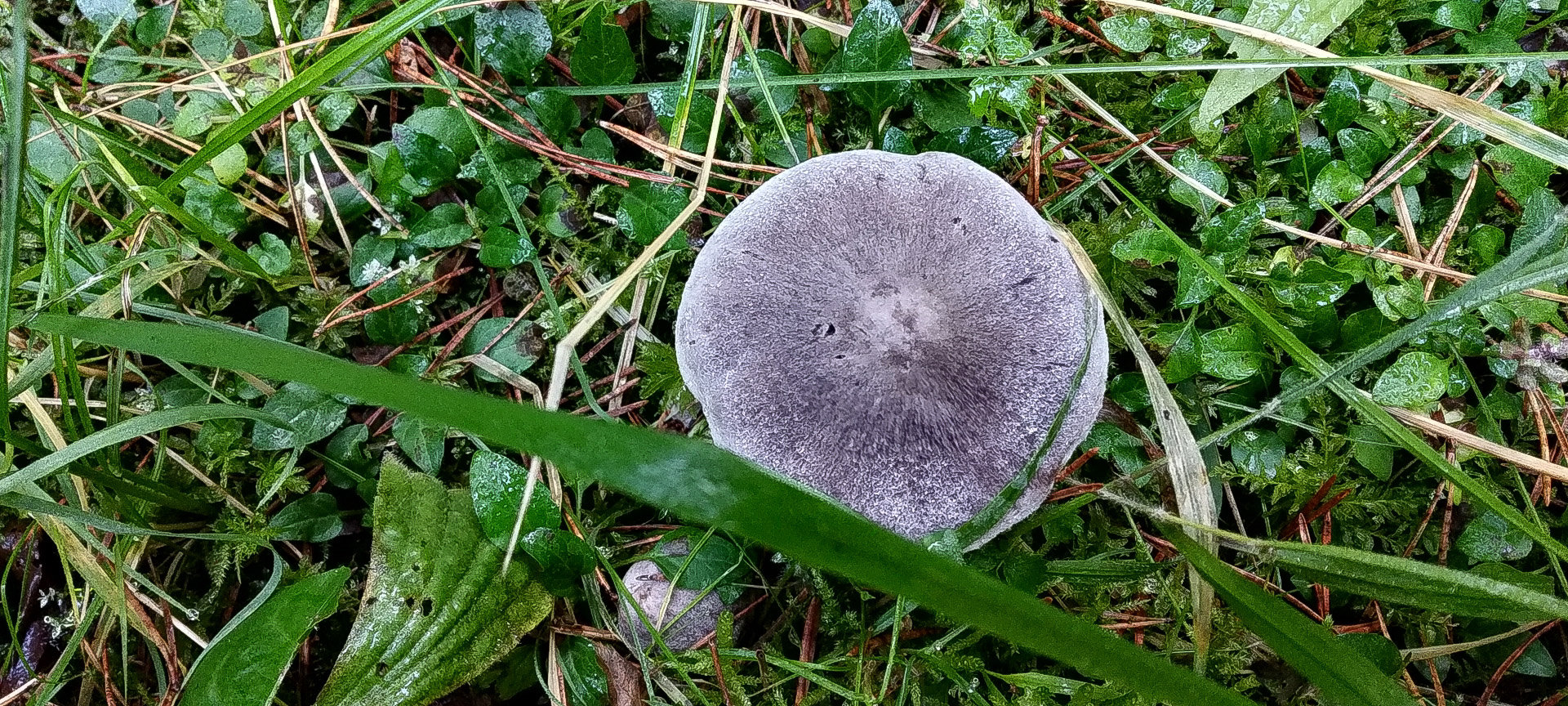 2018-10-21-Collet-sa