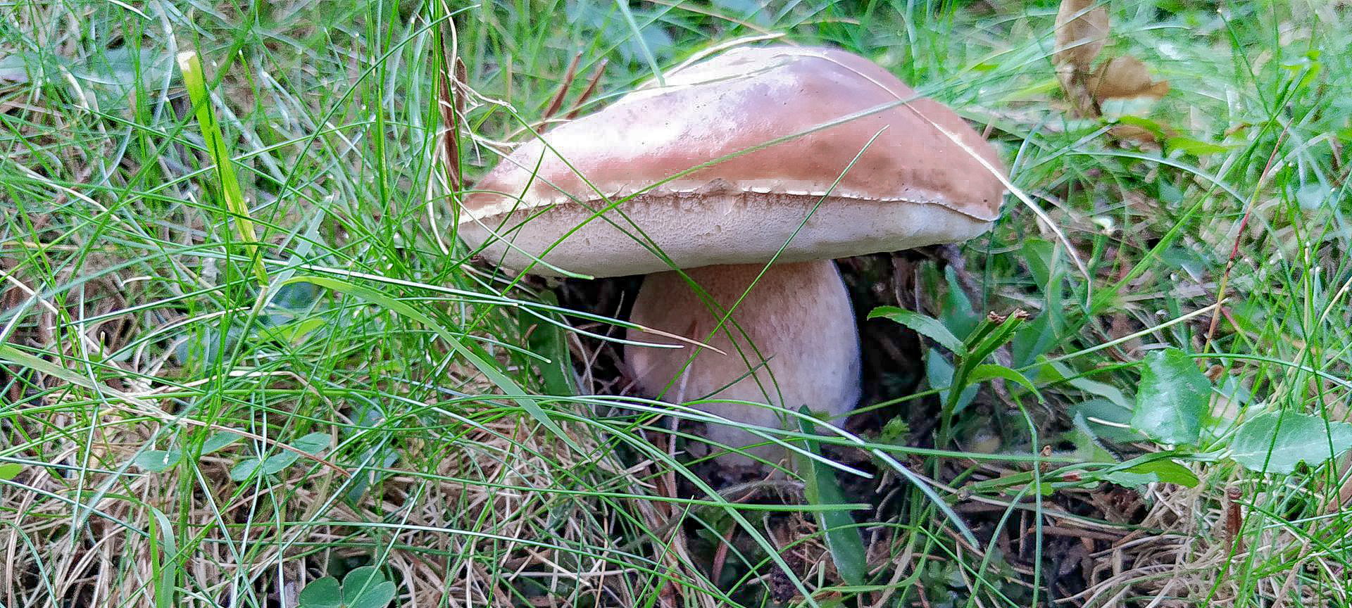 2019-08-13-Setcases-Sant-Miquel