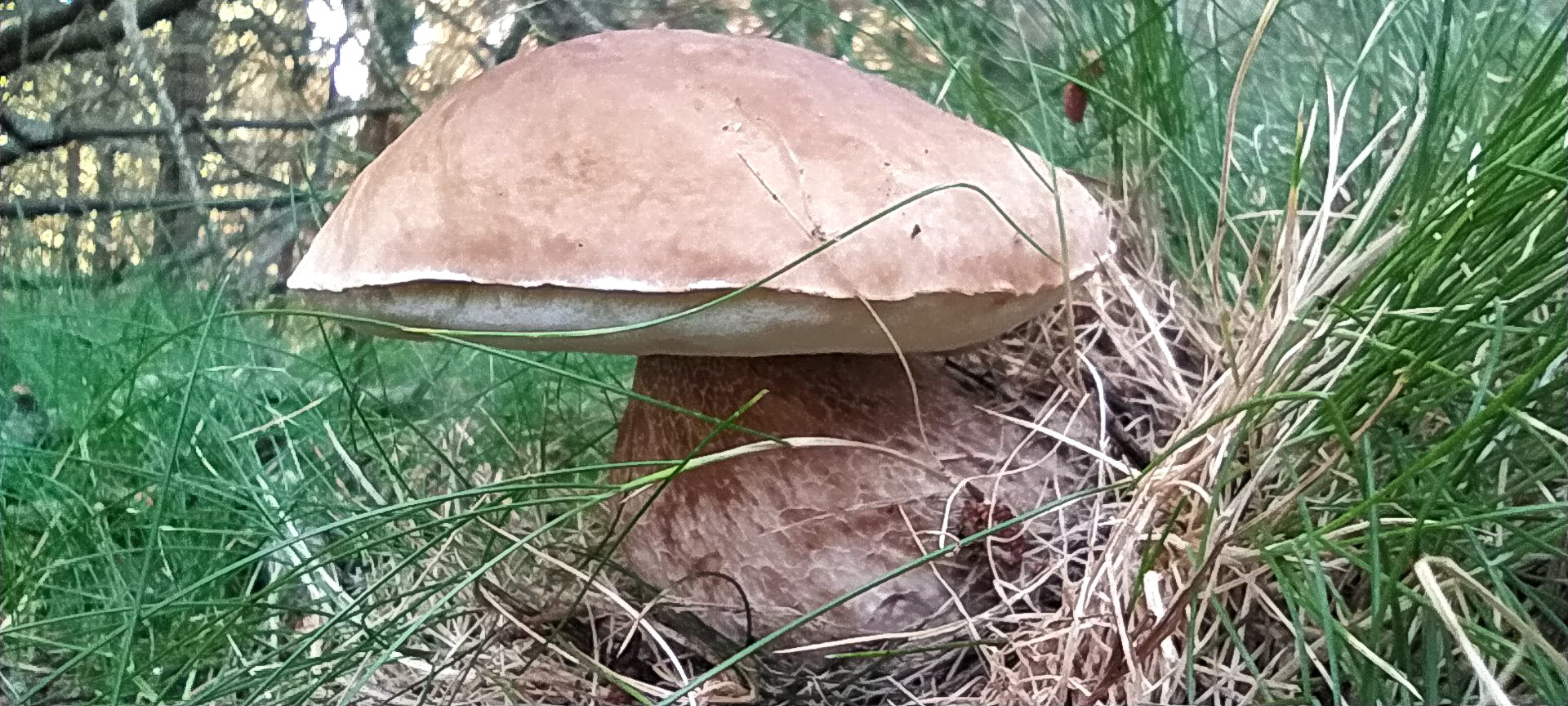 2020-08-02-espinavell