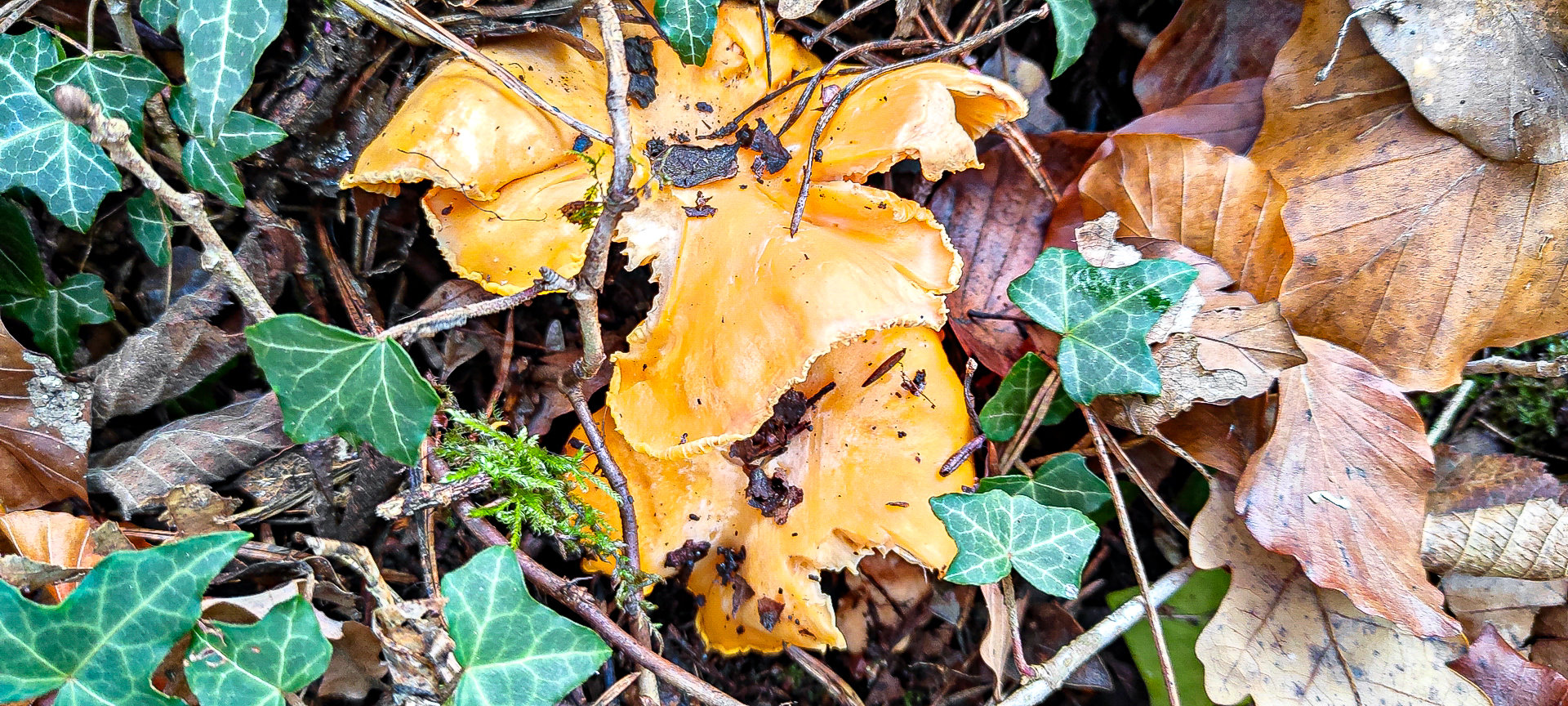 2021-11-14-fgb-les-llosses-matamala