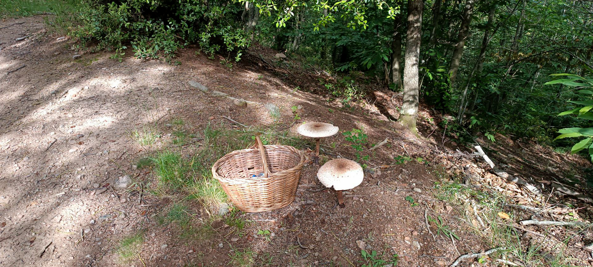 2024-06-24-fgb-Viladrau-cb-fa