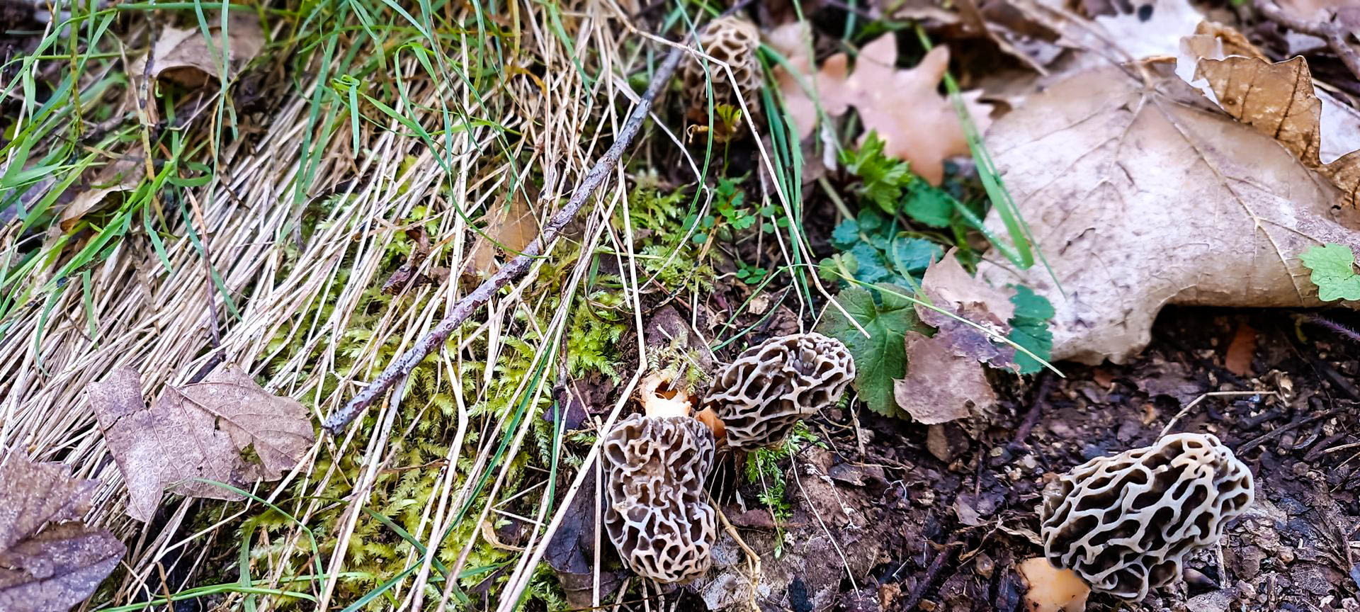 2025-04-18-fgb-coll-de-bordoriol-sot-de-canalis-murgoles