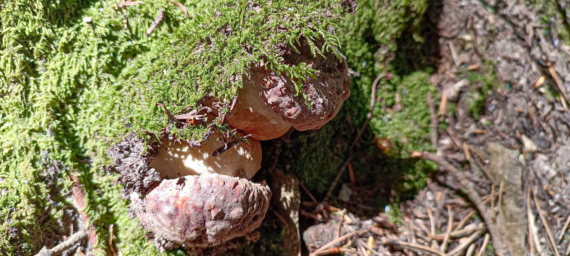 2025-06-15-fgb-setcases-pla-de-la-molina-1900