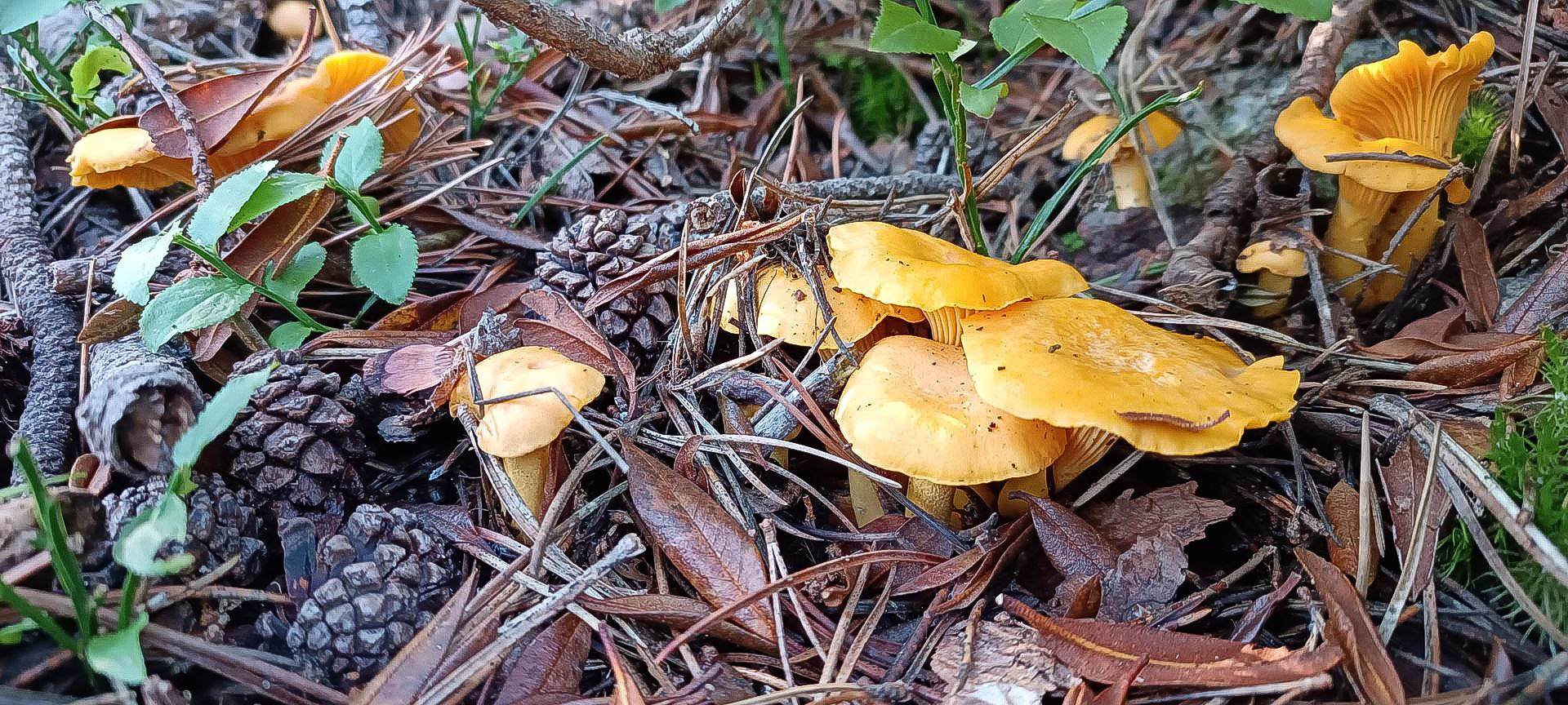 2025-09-06-fgb-setcases-pla-de-la-molina-1911