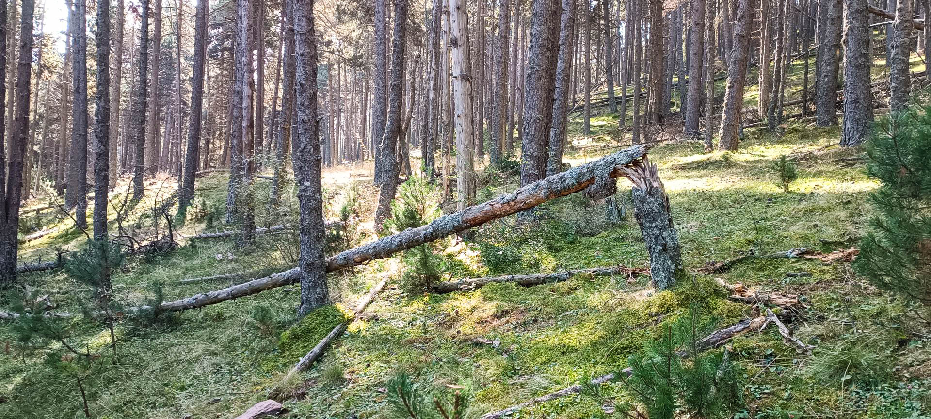 2025-09-20-fgb-la-molina-queixans-ceps