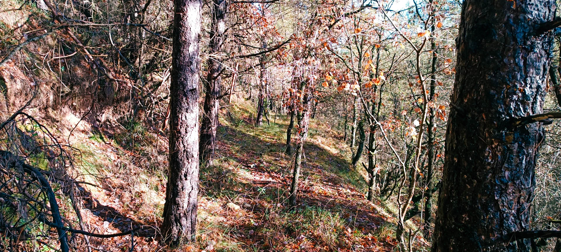 2025-12-28-josep-fgb-collsuspina