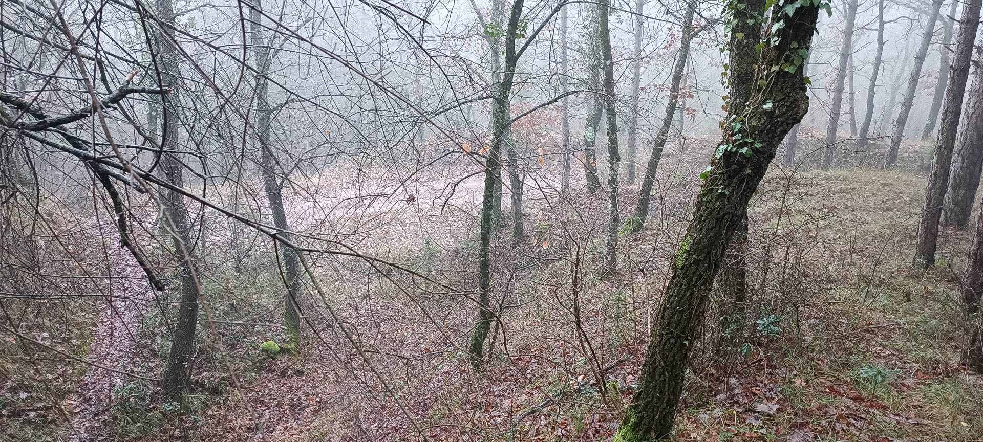 2026-01-04-fgb-collsuspina