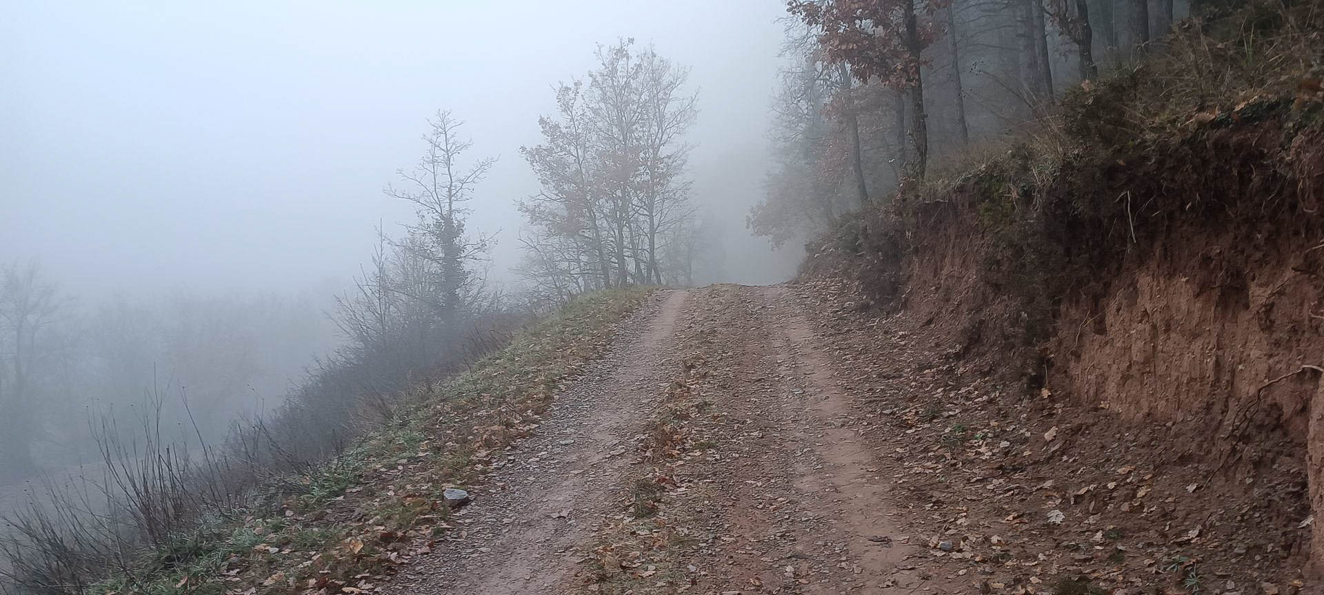 2026-01-04-fgb-collsuspina