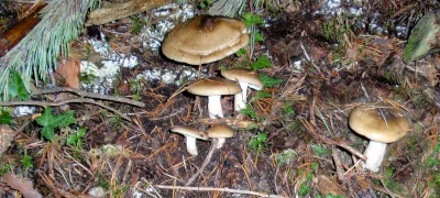 2010-10-17-josep-fgb-gombreny