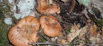2010-10-24-montseny