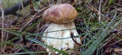 2018-08-12-fgb-Espinavell