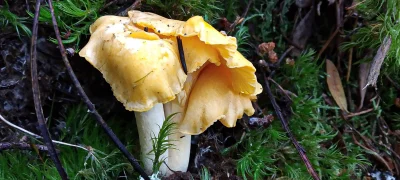 2018-09-11-fgb-Setcases-s.miquel