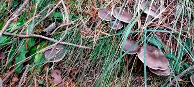 2018-11-11-fgb-Gombren-1