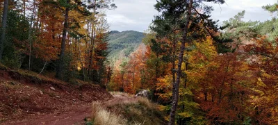 2019-11-01-gombren-la-mina