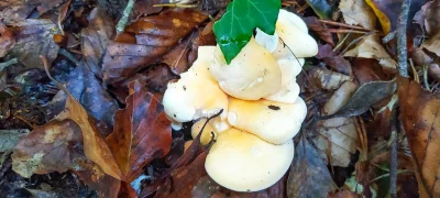 2020-10-12-Collada-Santigosa