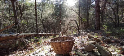 2020-12-25-fgb-collsuspina-1