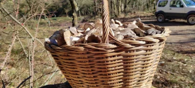 2020-12-25-fgb-collsuspina-2