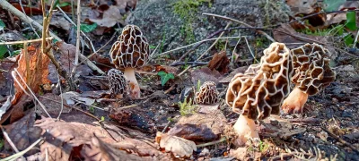 2025-04-18-fgb-coll-de-bordoriol-sot-de-canalis-murgoles-10