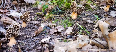 2025-04-18-fgb-coll-de-bordoriol-sot-de-canalis-murgoles-16