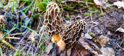 2025-04-18-fgb-coll-de-bordoriol-sot-de-canalis-murgoles-2