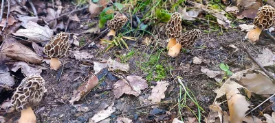 2025-04-18-fgb-coll-de-bordoriol-sot-de-canalis-murgoles-3