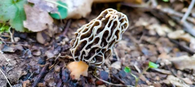 2025-04-18-fgb-coll-de-bordoriol-sot-de-canalis-murgoles-4