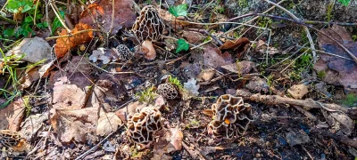 2025-04-18-fgb-coll-de-bordoriol-sot-de-canalis-murgoles-7