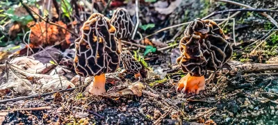 2025-04-18-fgb-coll-de-bordoriol-sot-de-canalis-murgoles-8