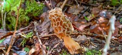 2025-04-27-fgb-coll-de-bordoriol-sot-de-canalis-murgoles-2