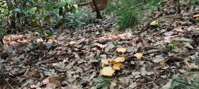2026-05-24-fgb-viladrau-can-gat